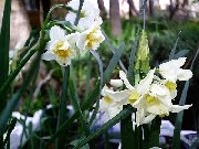 jonquilla spp. double and tazetta italicus